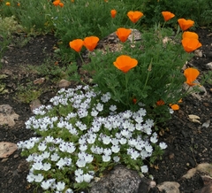 Nemophila maculata