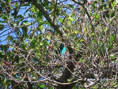 Chrysococcyx maculatus