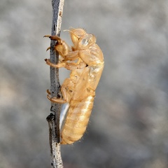 Cicadettini