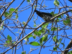 Chrysococcyx maculatus