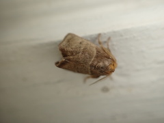 Euprosterna aroensis