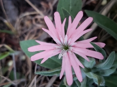 Silene hookeri