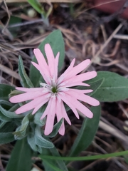 Silene hookeri