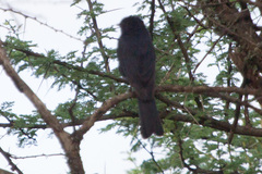 Melaenornis pammelaina