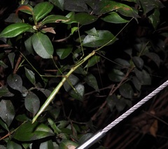 Candovia annulata