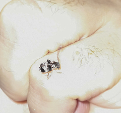 Tessarecphora arachnoides