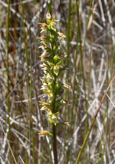 Prasophyllum hectorii