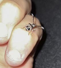 Tessarecphora arachnoides