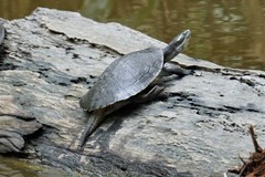 Murray River Turtle photo 5