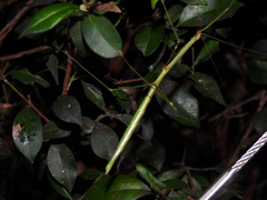 Candovia annulata