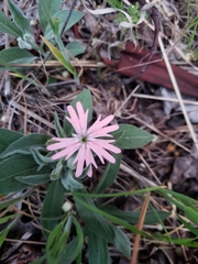Silene hookeri