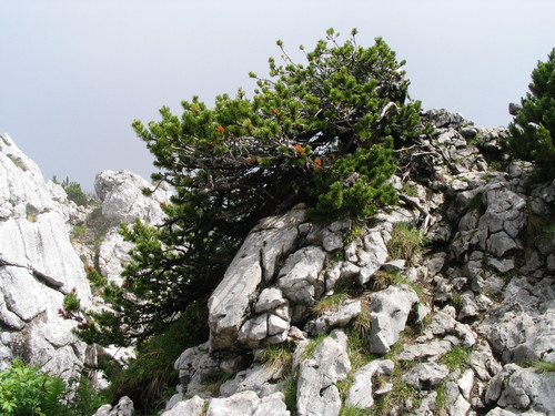 mountain pine