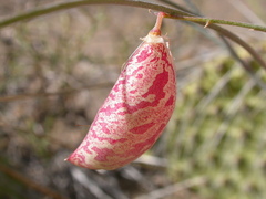 Astragalus ceramicus apus