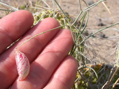 Astragalus ceramicus apus