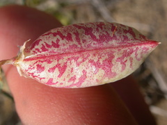 Astragalus ceramicus apus