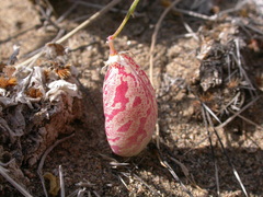 Astragalus ceramicus apus