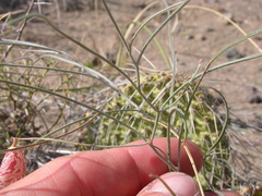 Astragalus ceramicus apus