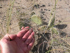 Astragalus ceramicus apus