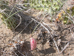 Astragalus ceramicus apus