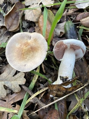 Agaricus kerriganii