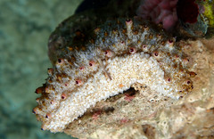Holothuria pervicax