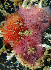 Aplysilla rosea