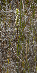 Prasophyllum hectorii