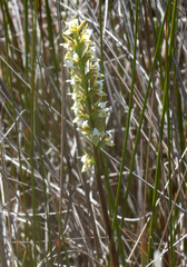 Prasophyllum hectorii