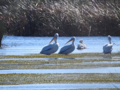 American White Pelican photographed in South Carolina