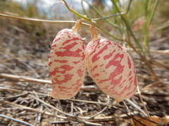 Astragalus ceramicus filifolius
