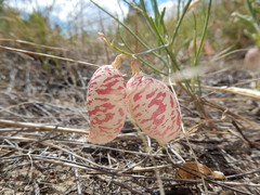 Astragalus ceramicus filifolius