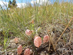 Astragalus ceramicus filifolius
