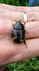 Pentodon bidens punctatus