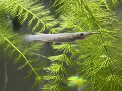 Dermogenys pusilla