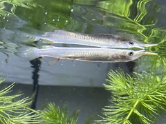 Dermogenys pusilla