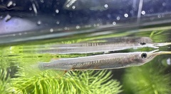 Dermogenys pusilla