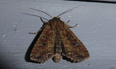 Ichneutica morosa