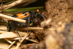 Nicrophorus mexicanus