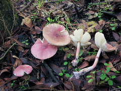 Lepiota decorata
