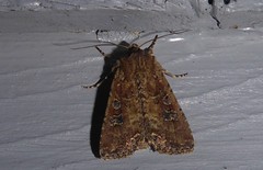 Ichneutica morosa