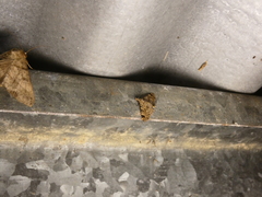 Metalectra paralappa