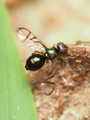 Rivellia cognata