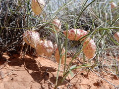 Astragalus ceramicus ceramicus