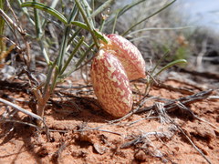 Astragalus ceramicus ceramicus