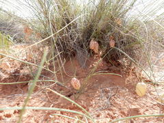 Astragalus ceramicus ceramicus