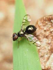 Rivellia cognata
