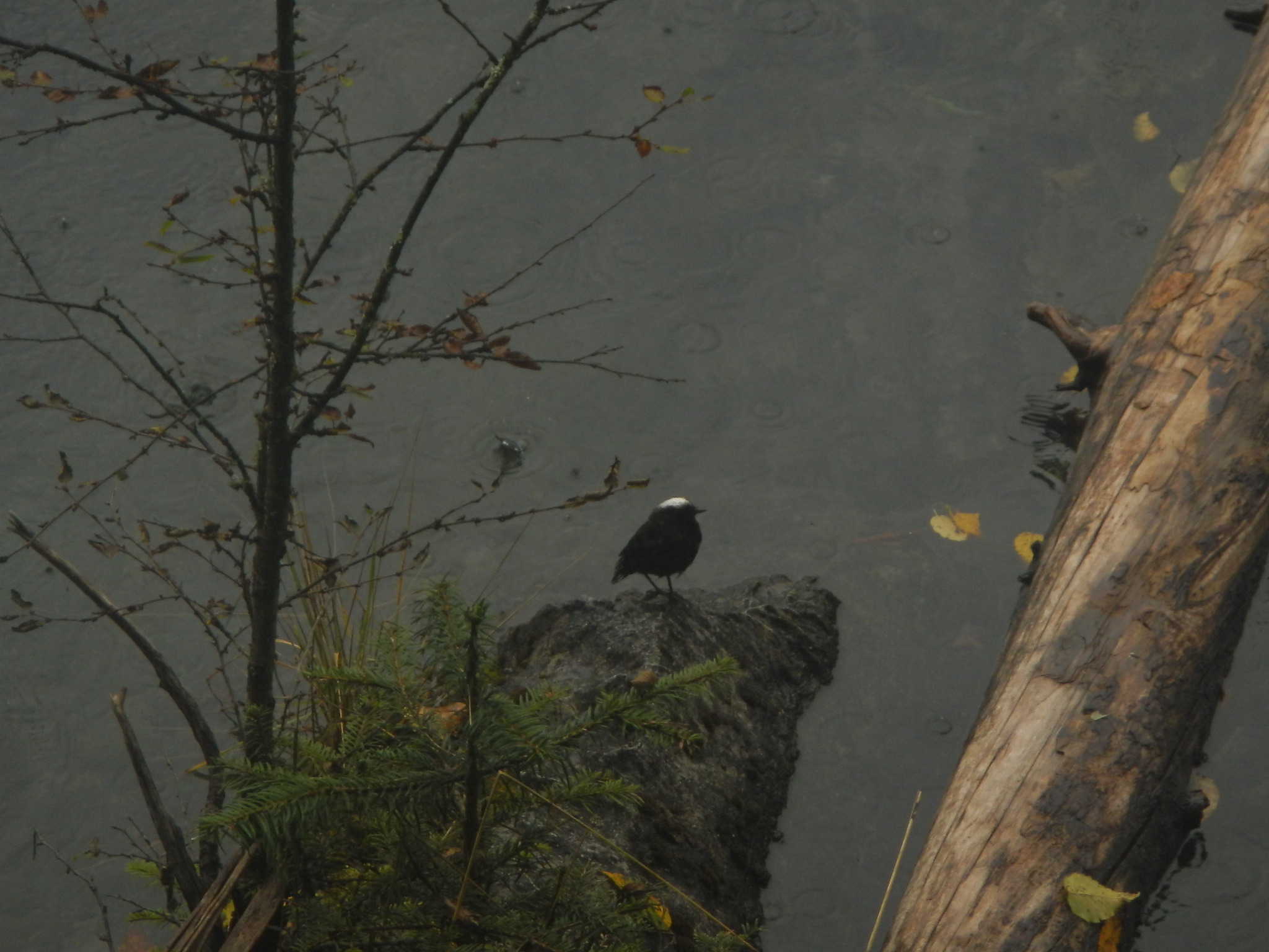 White-capped Redstart