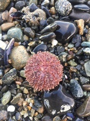 Pseudechinus magellanicus