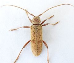 Brothylus gemmulatus