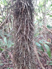 Cryosophila stauracantha